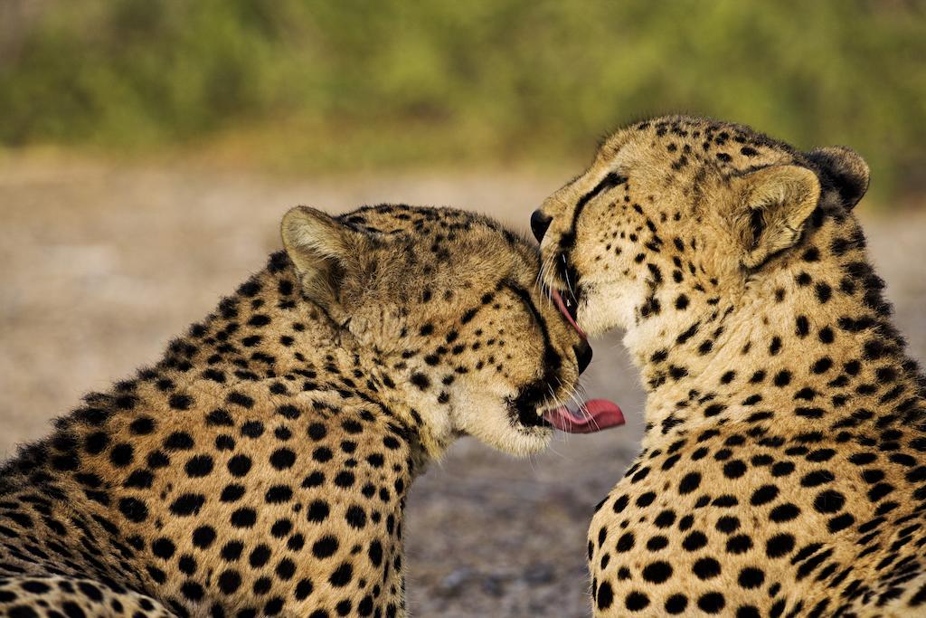 Zahr Anantara Sir Bani Yas Island Al Sahel Villas מראה חיצוני תמונה
