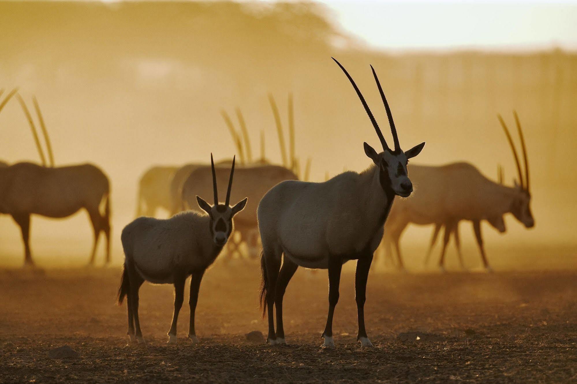 Zahr Anantara Sir Bani Yas Island Al Sahel Villas מראה חיצוני תמונה