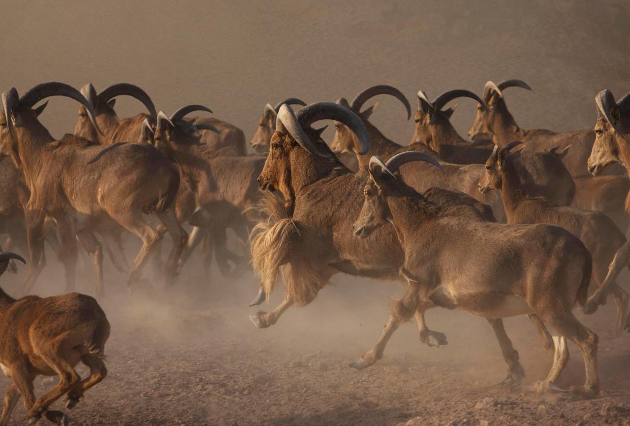 Zahr Anantara Sir Bani Yas Island Al Sahel Villas מראה חיצוני תמונה